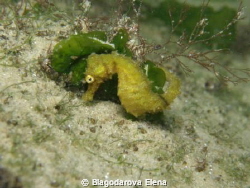 THE YELLOW SEAHORSE by Blagodarova Elena 